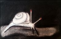 Albino Snail